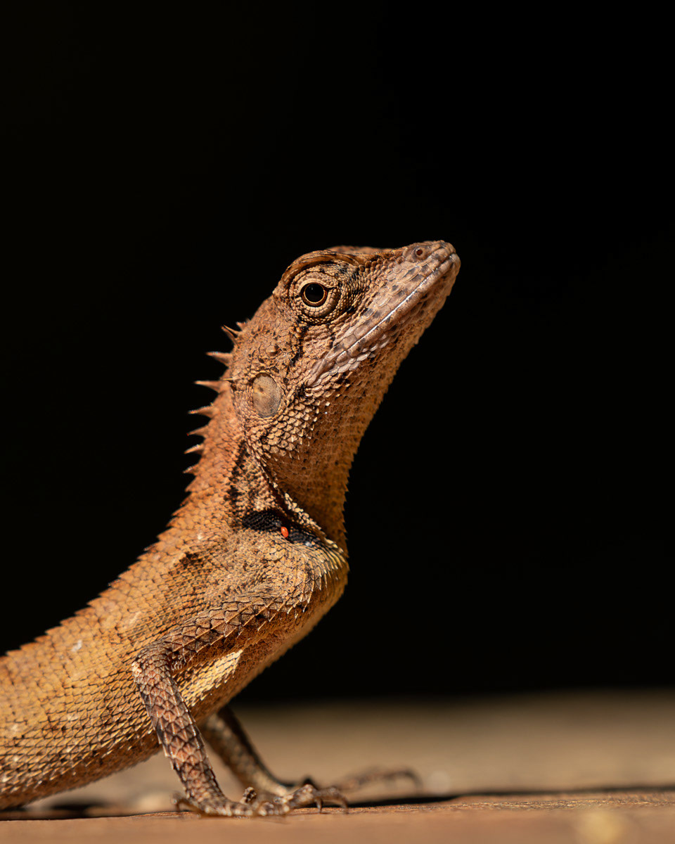 Oriental Garden Lizard