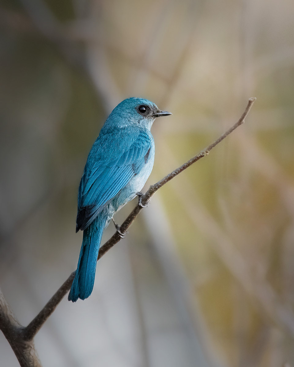 Verditer Flycatcher