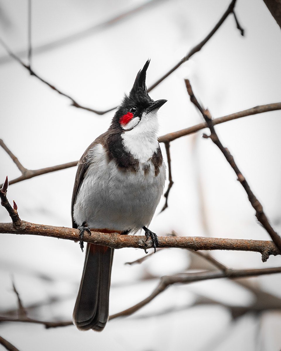 Red-whiskered Bulbul