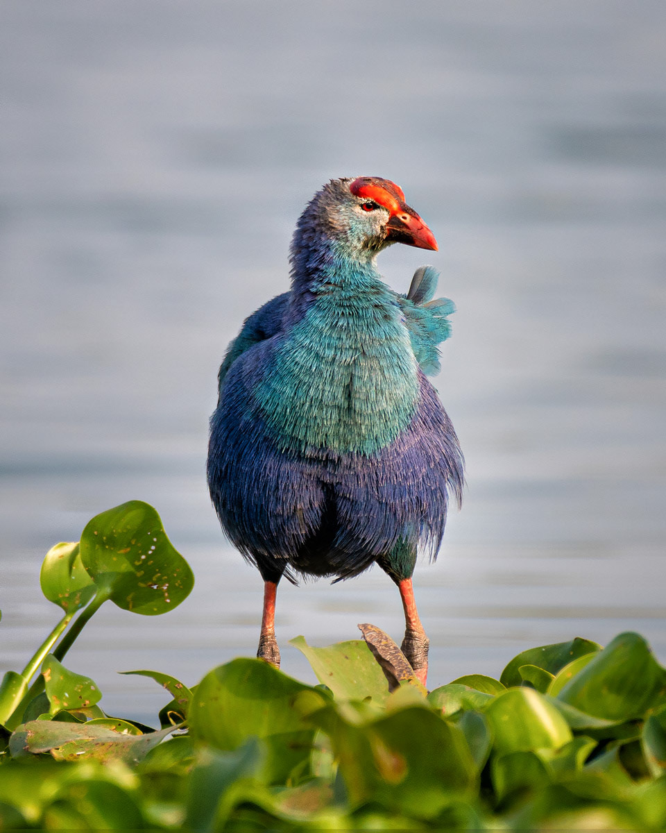 Purple Swamphen