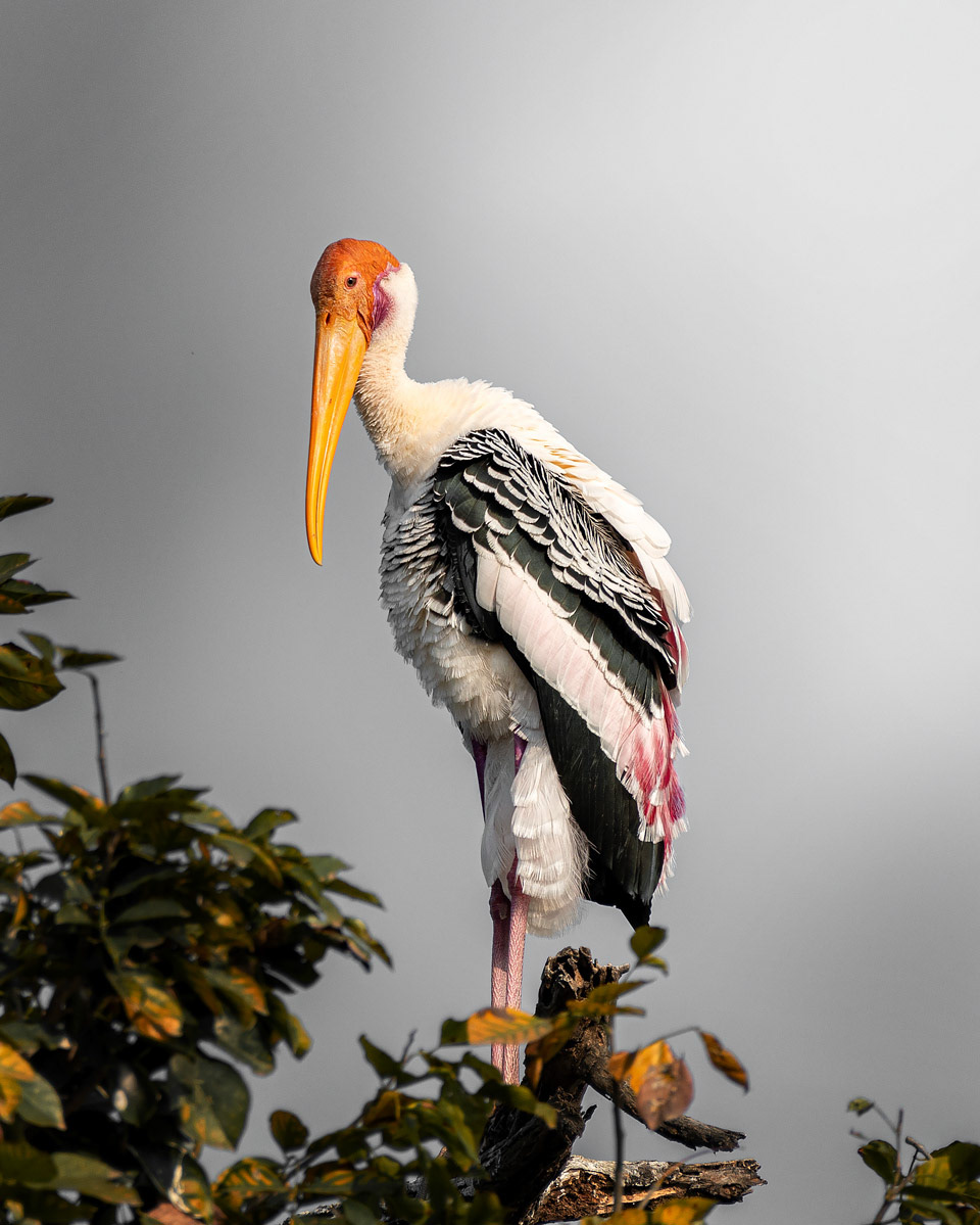 Painted Stork