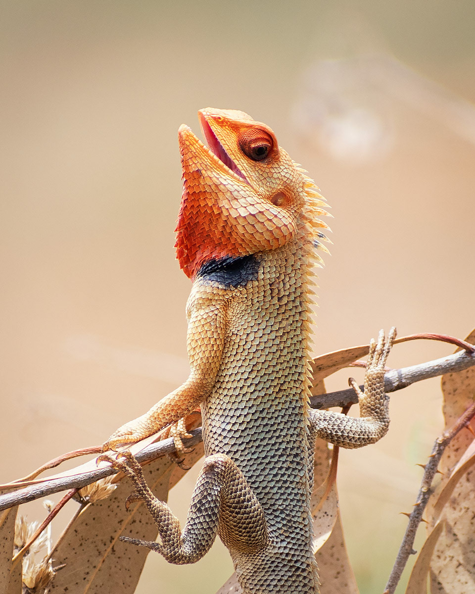 Indian Garden Lizard