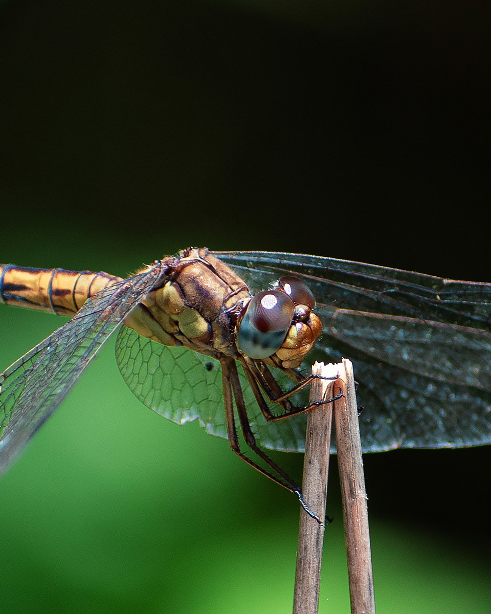 Dragonfly