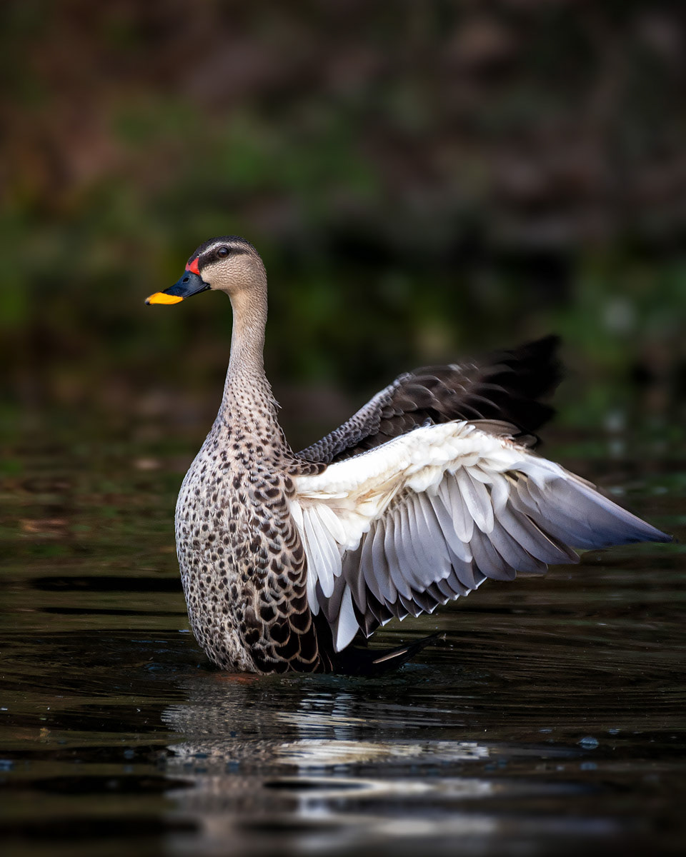 Indian Spot-Billed Duck