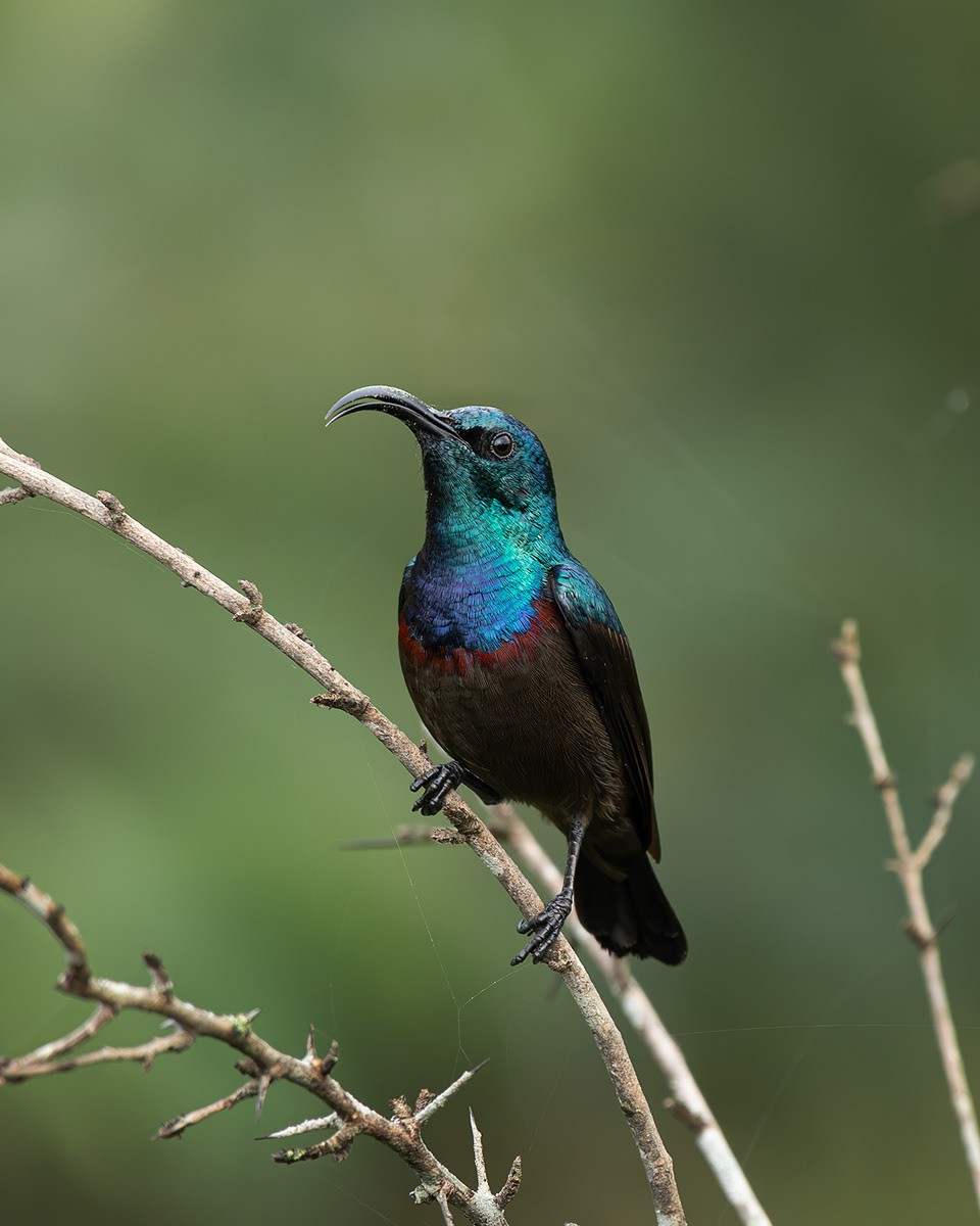 Sunbird