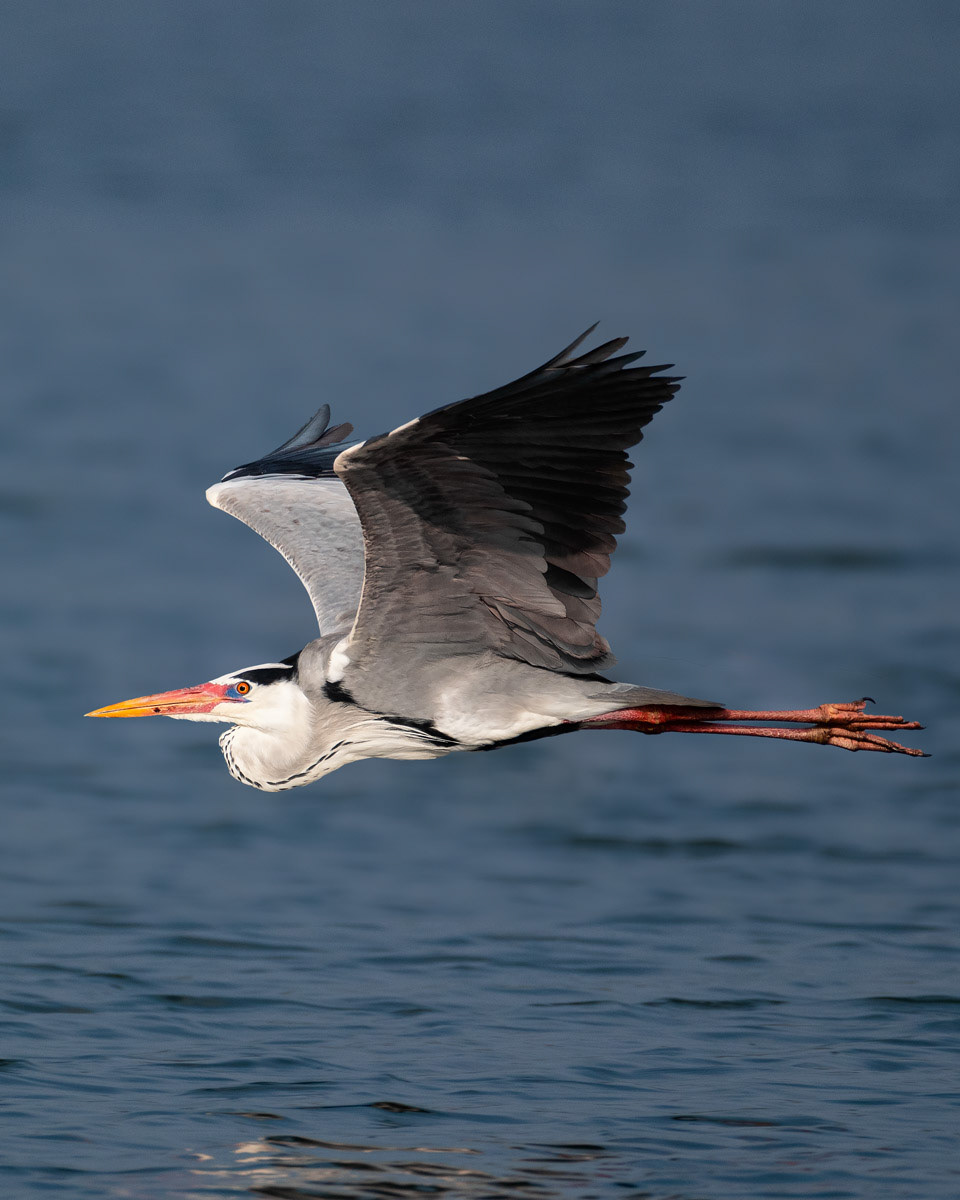 Grey Heron
