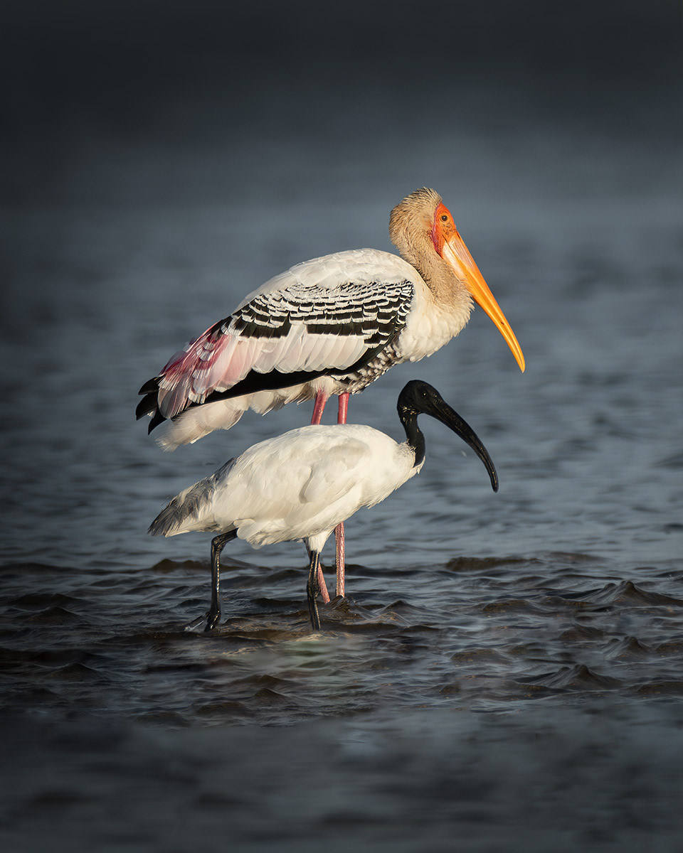 Painted Stork & Black Headed Ibis
