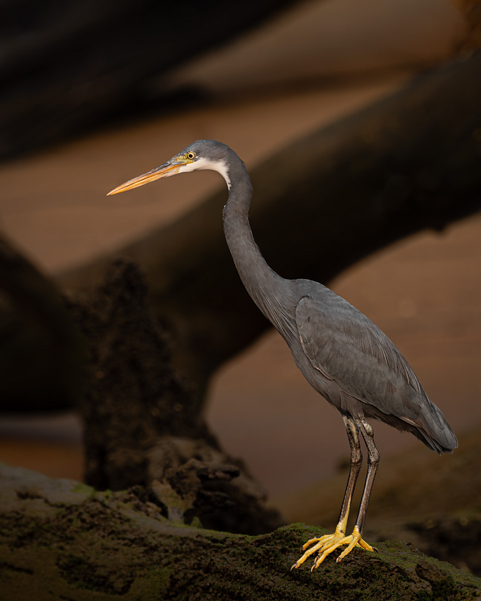 Western Reef Heron