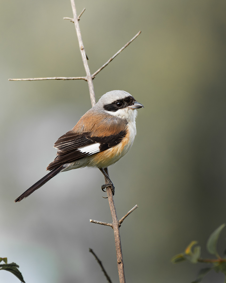 Long-tailed Shrike