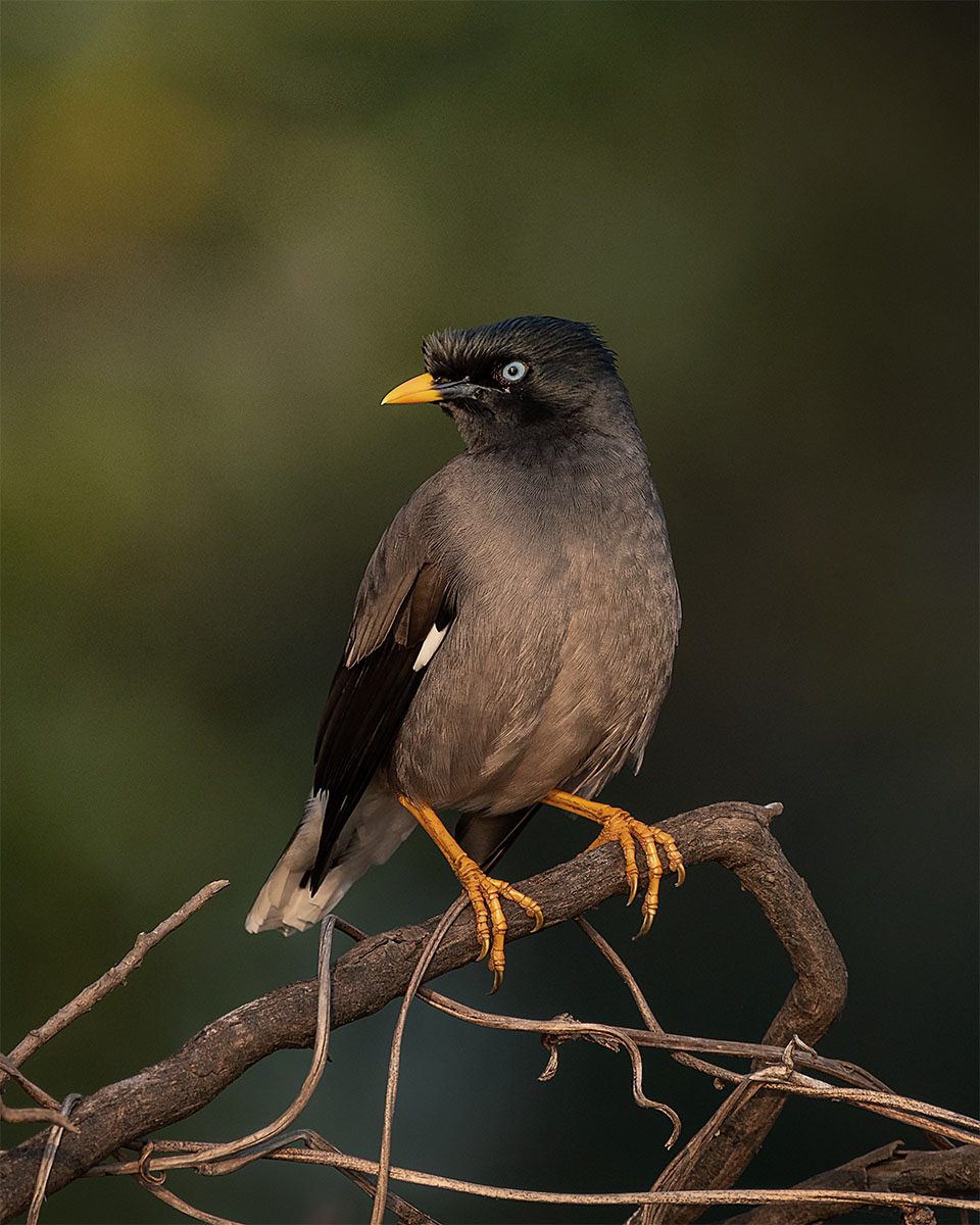 Jungle Myna