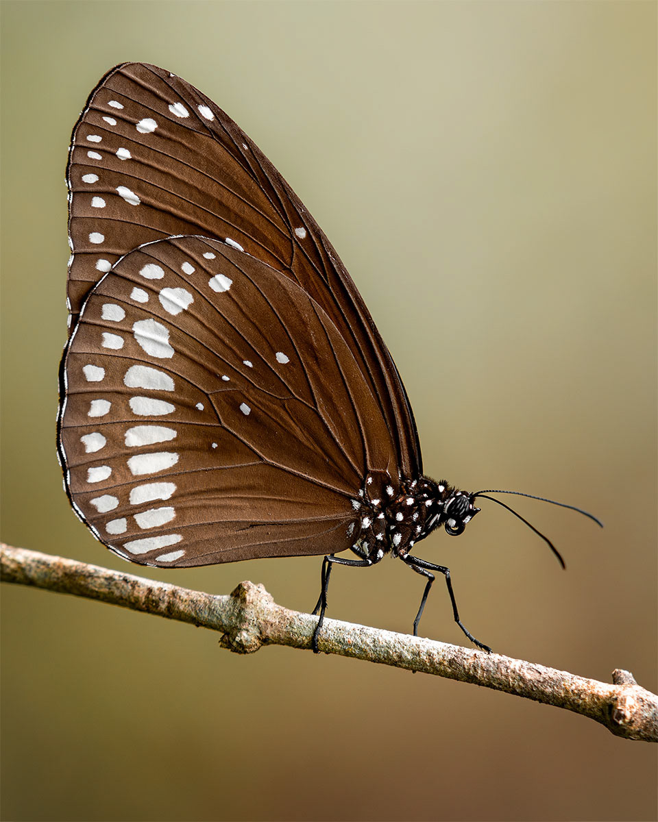 Euploea Sylvester Coreta