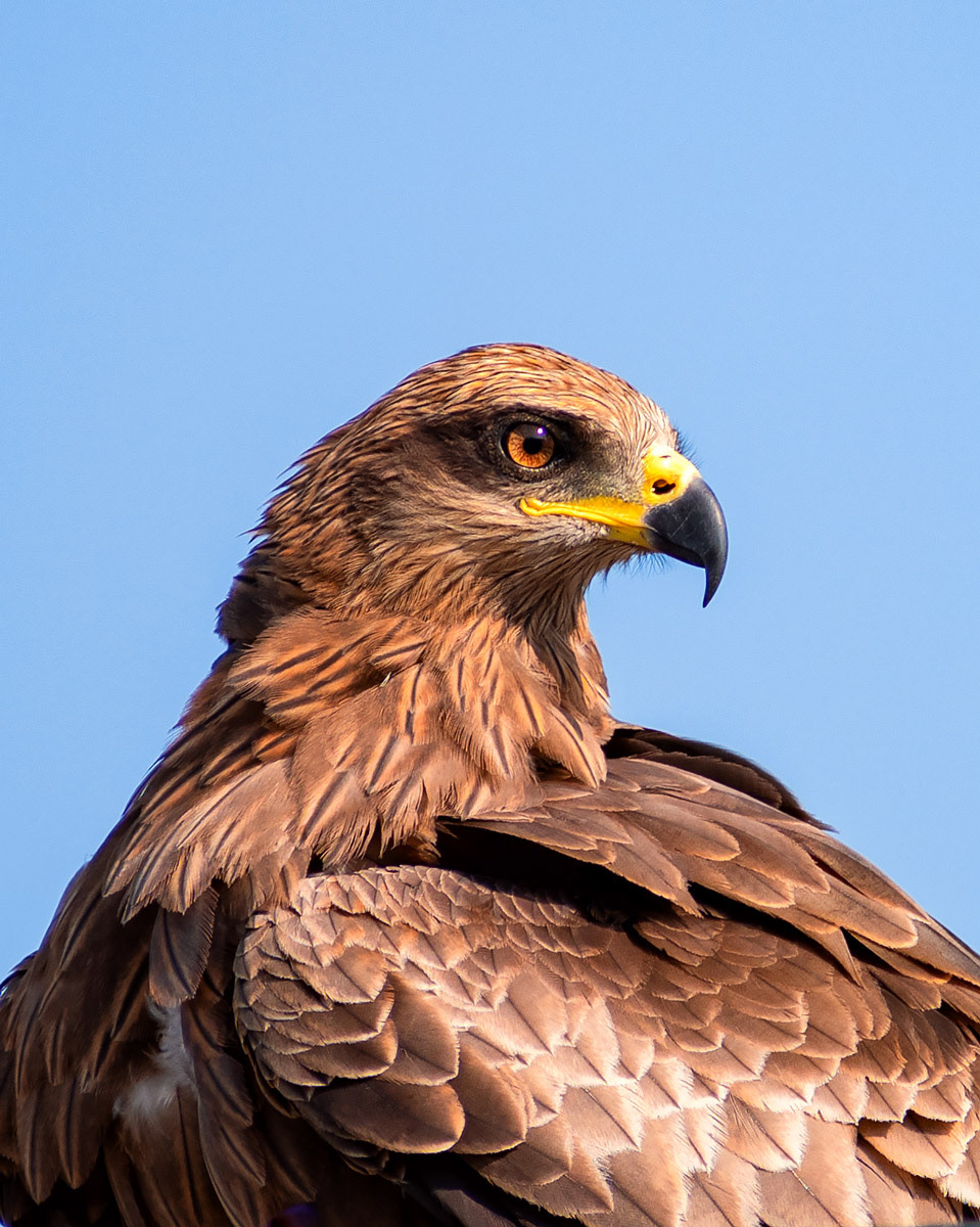 Black Kite
