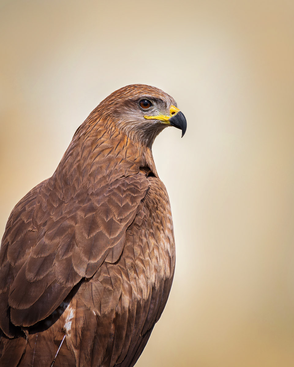 Black Kite