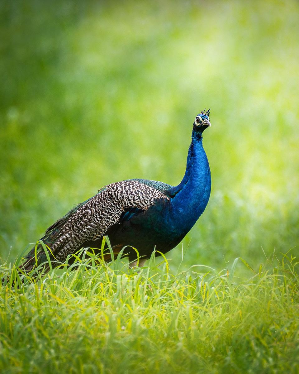 Peacock
