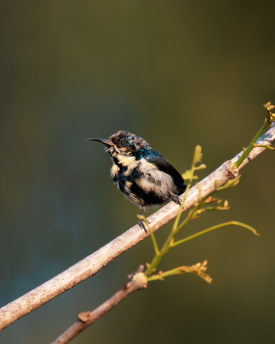 Sunbird