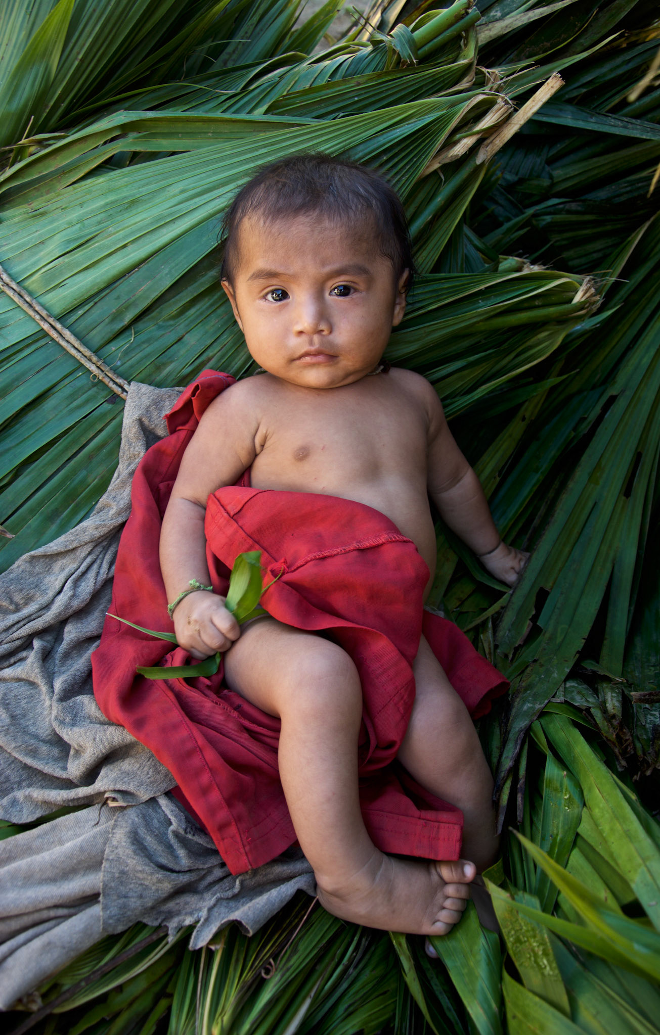 Giwata, Sierra Nevada de Santa Marta, Colombia