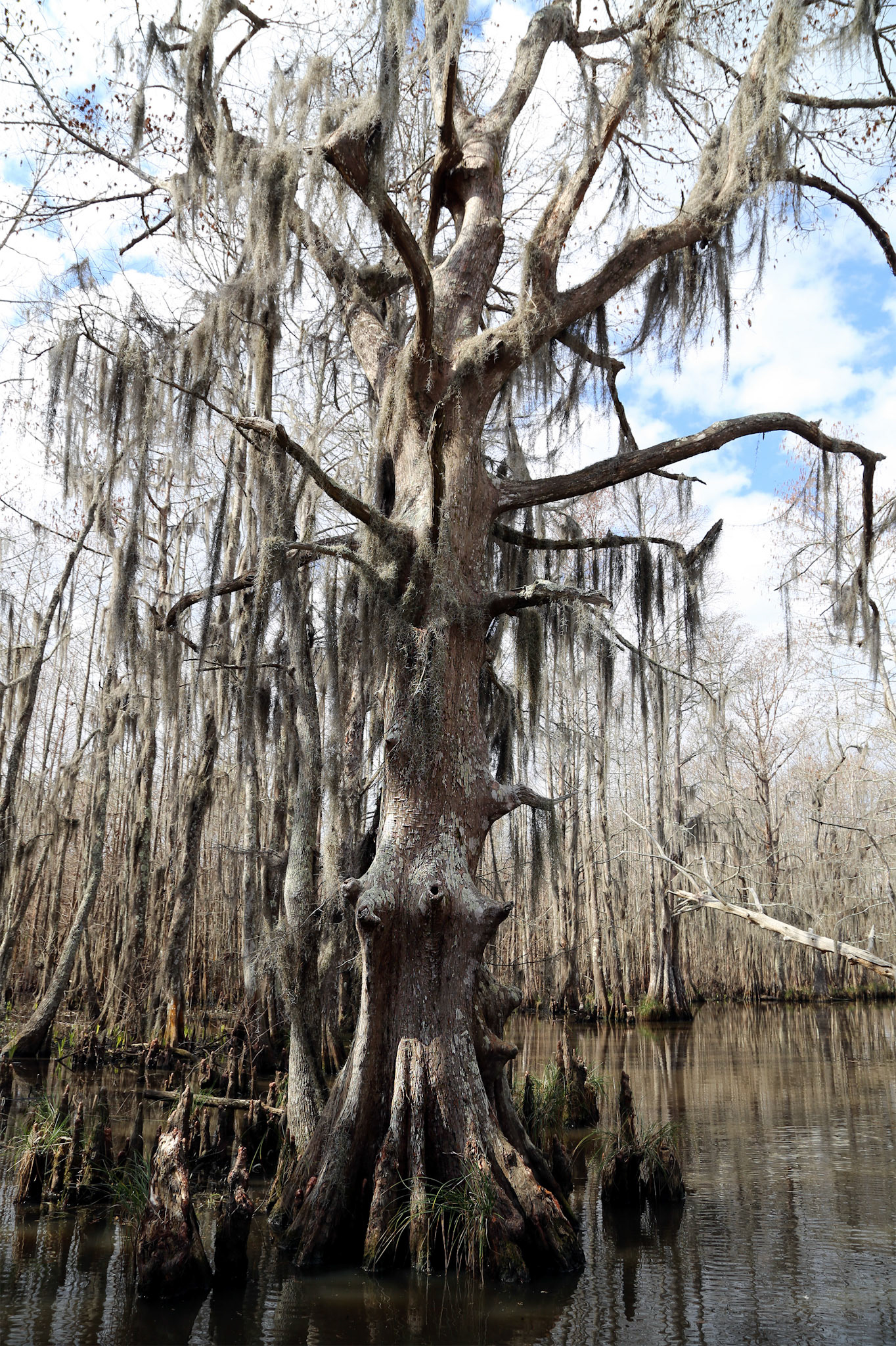 16-Bayou