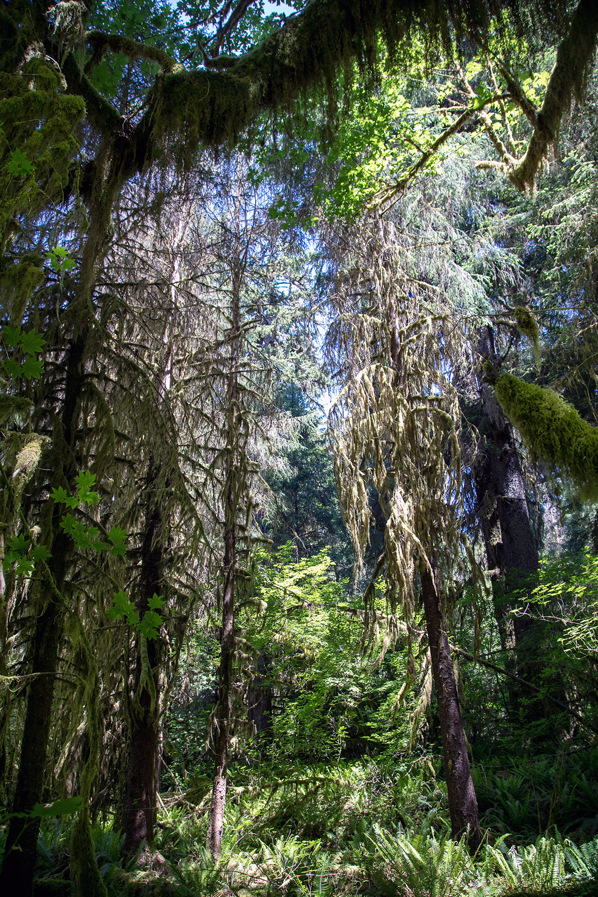 Rain Forest