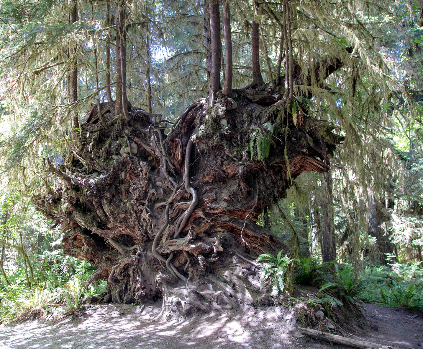 Rain Forest
