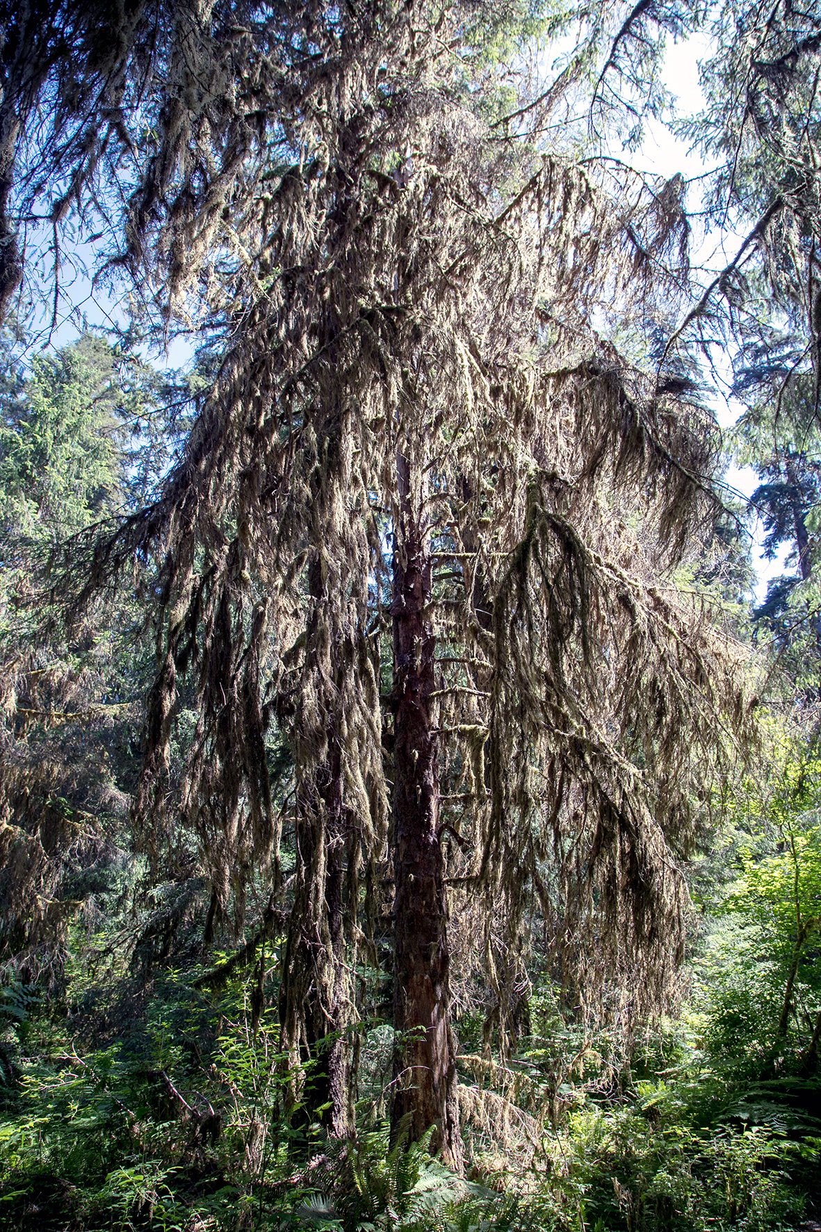 Rain Forest