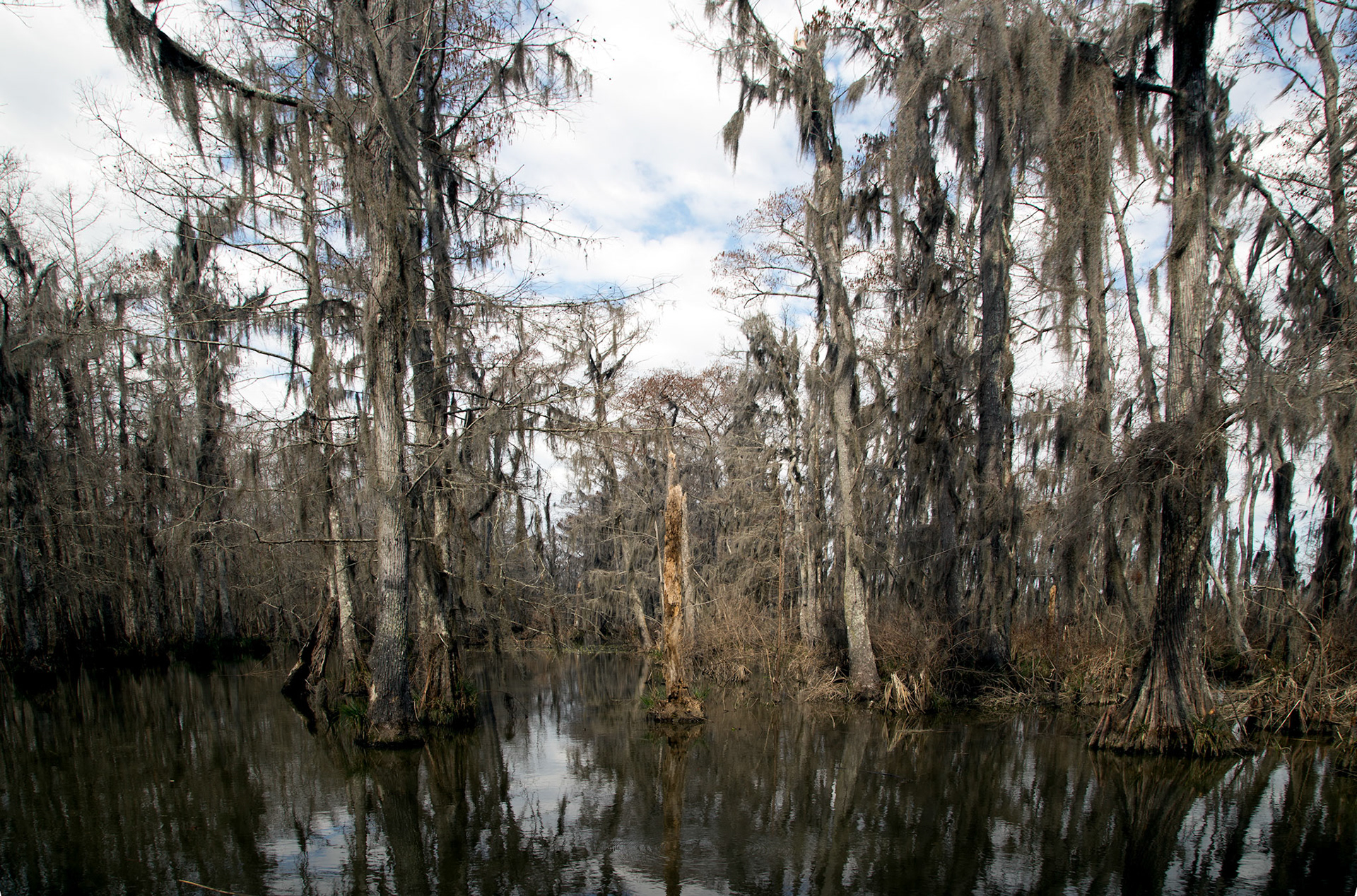 15-Bayou