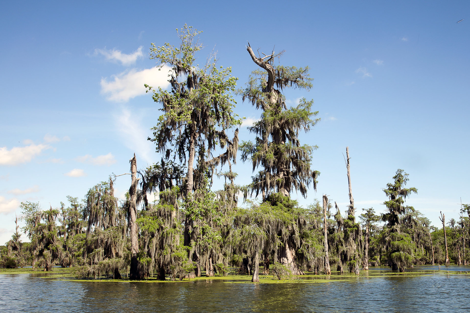 04- Lake Martin