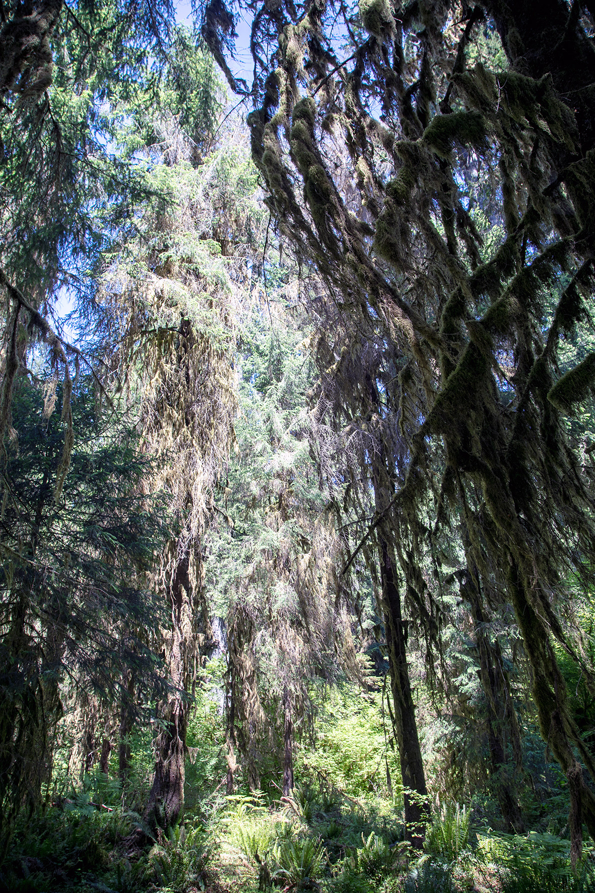 Rain Forest