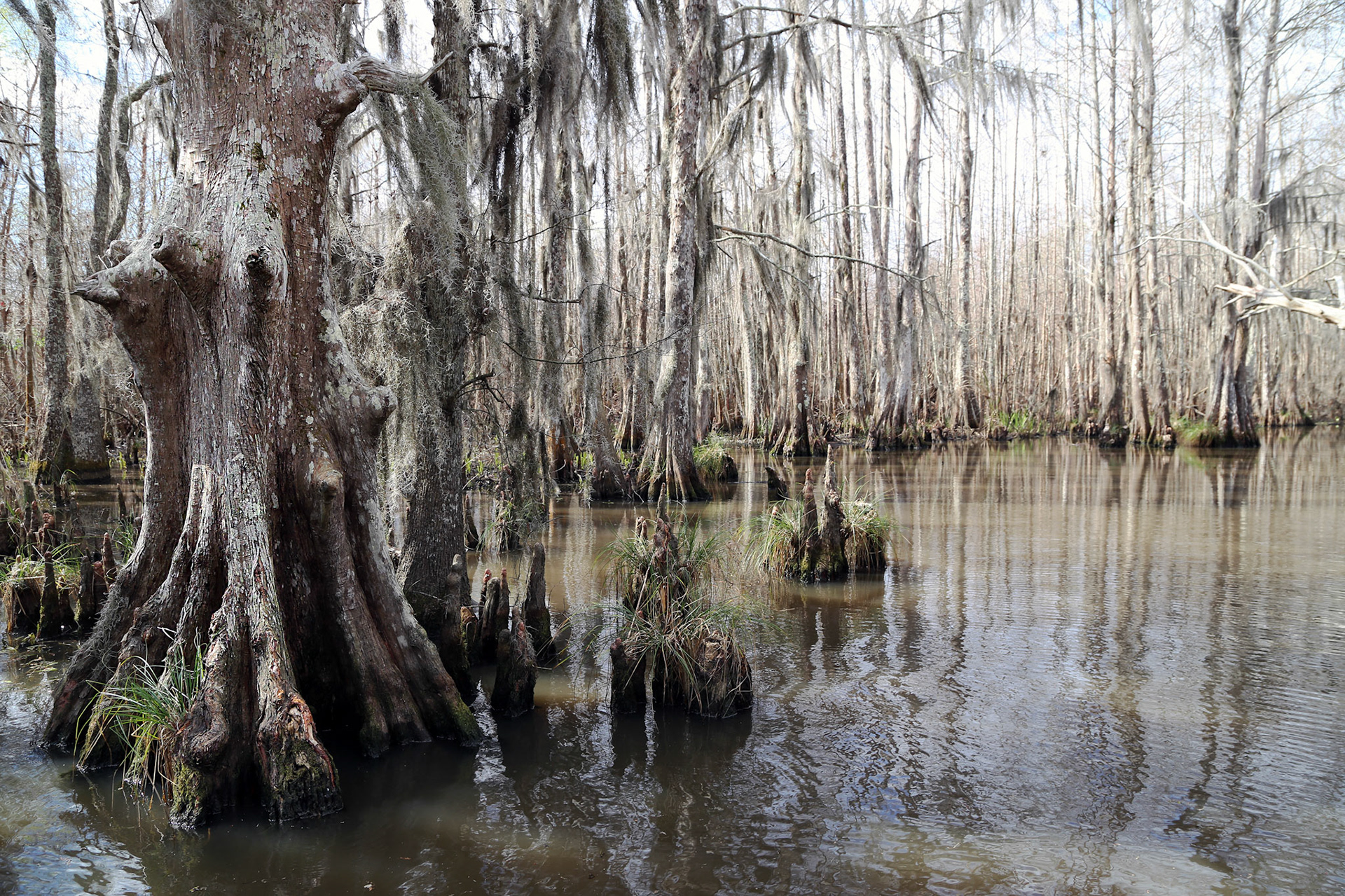 17-Bayou