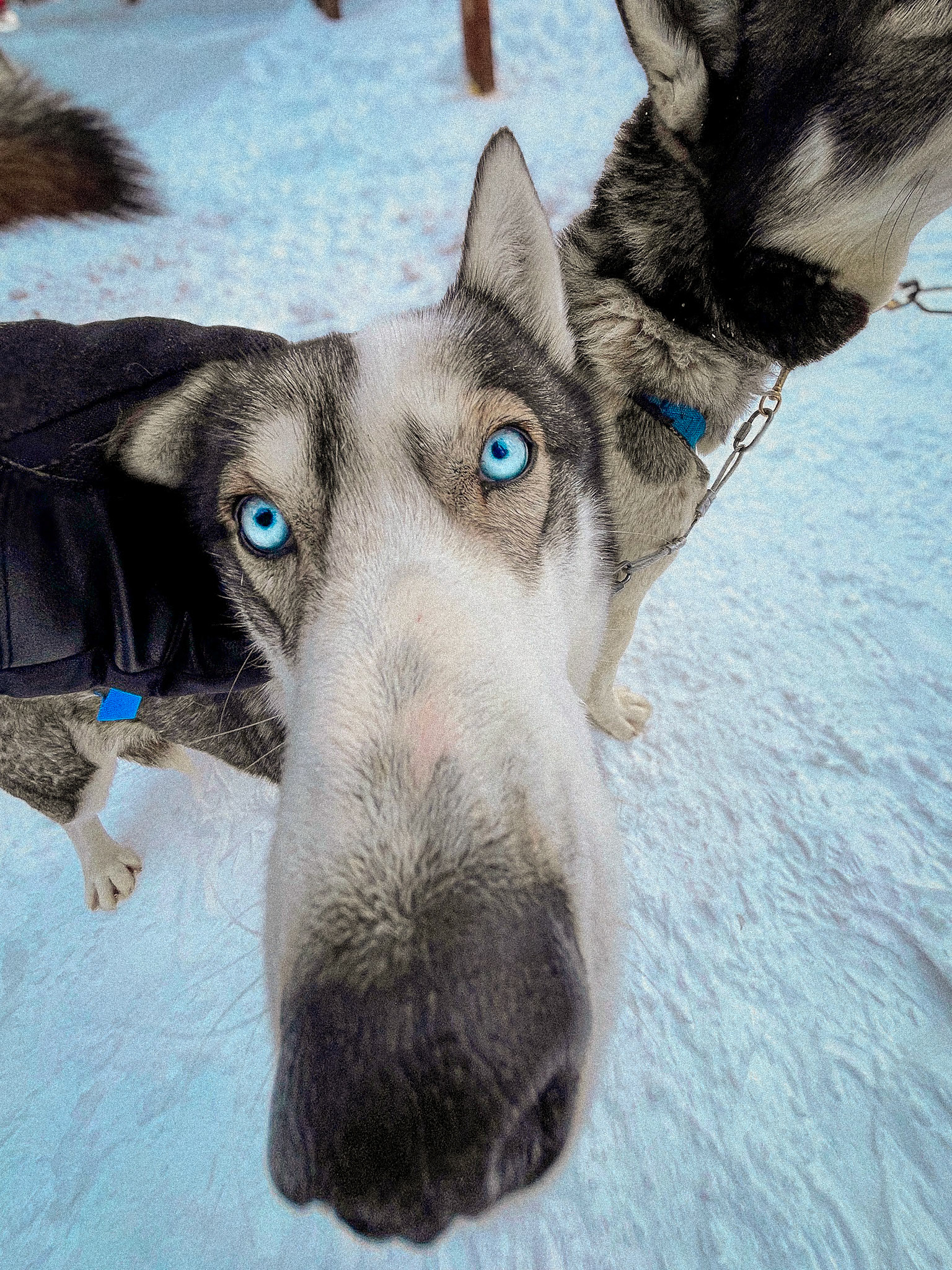 "Why the long face?"