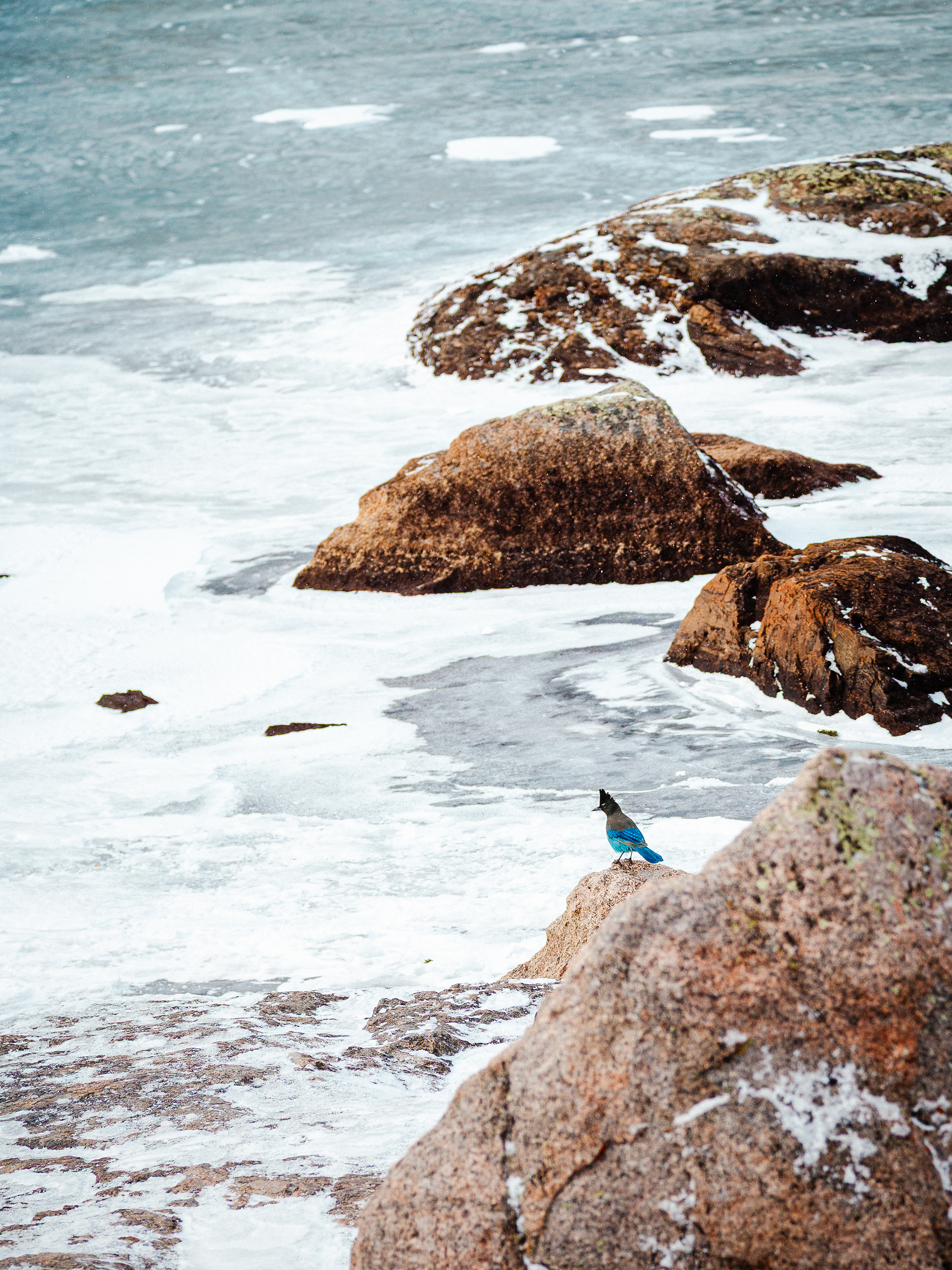 Steller’s Jay at Mill's Lake