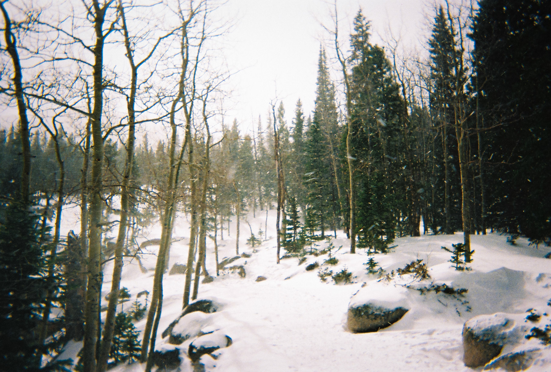 Rocky Mountain Forest (FILM)