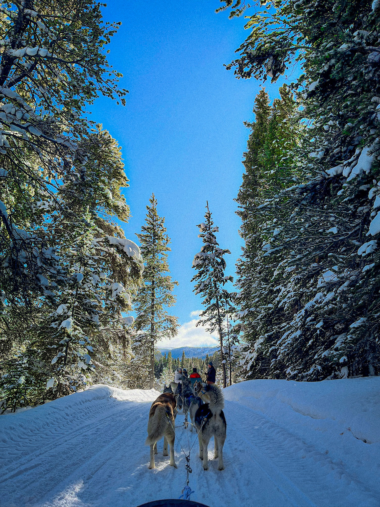 Dogsled