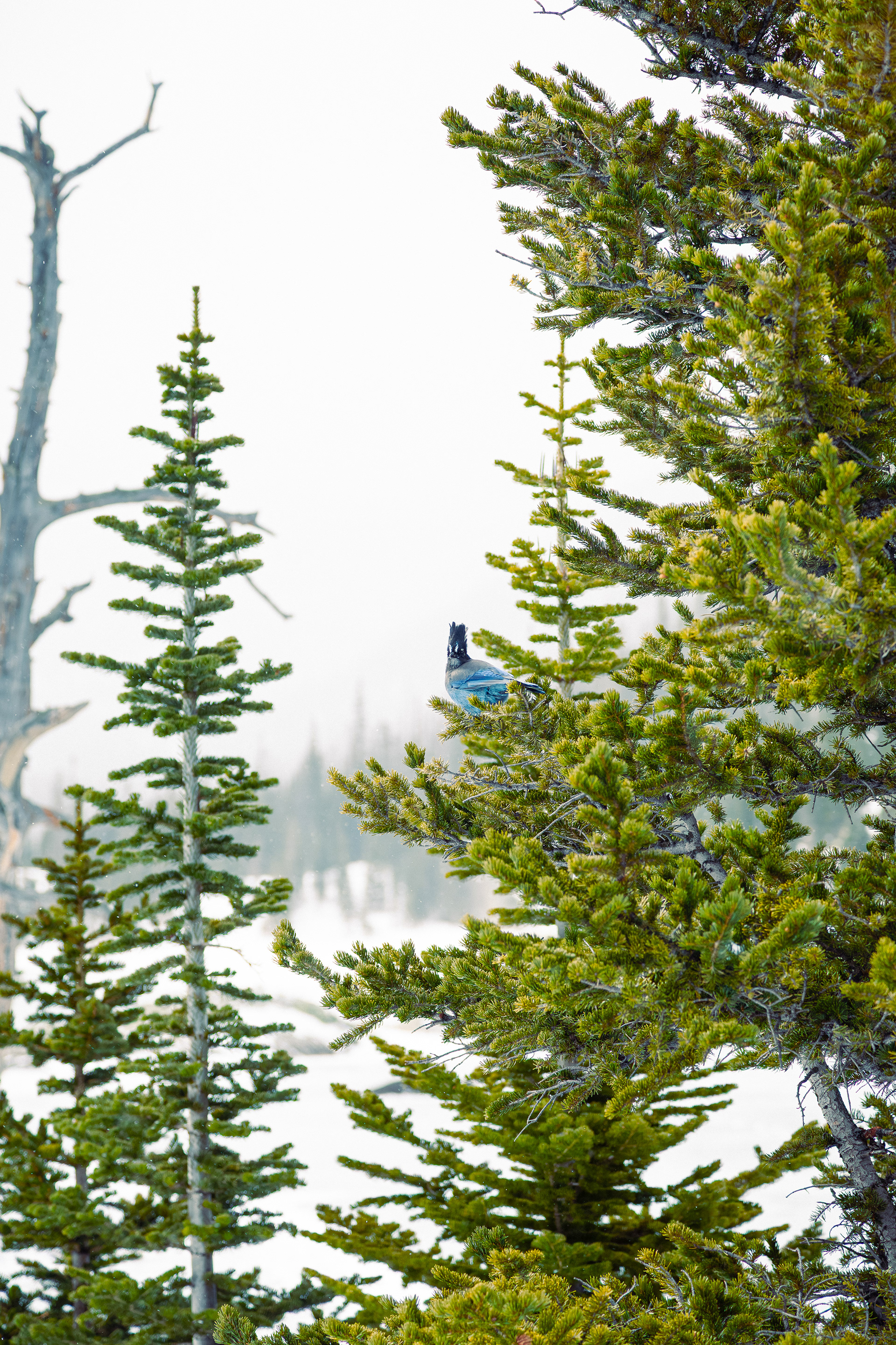 Stellar's Jay Perched