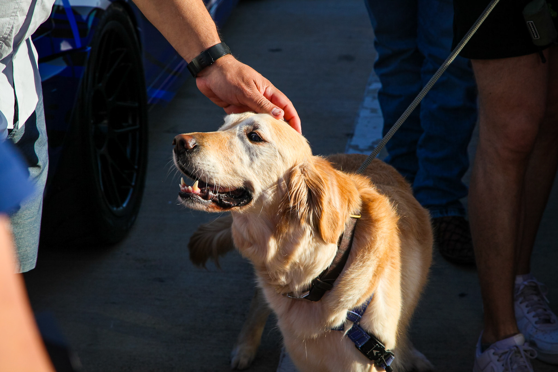 Dog at the car meet?