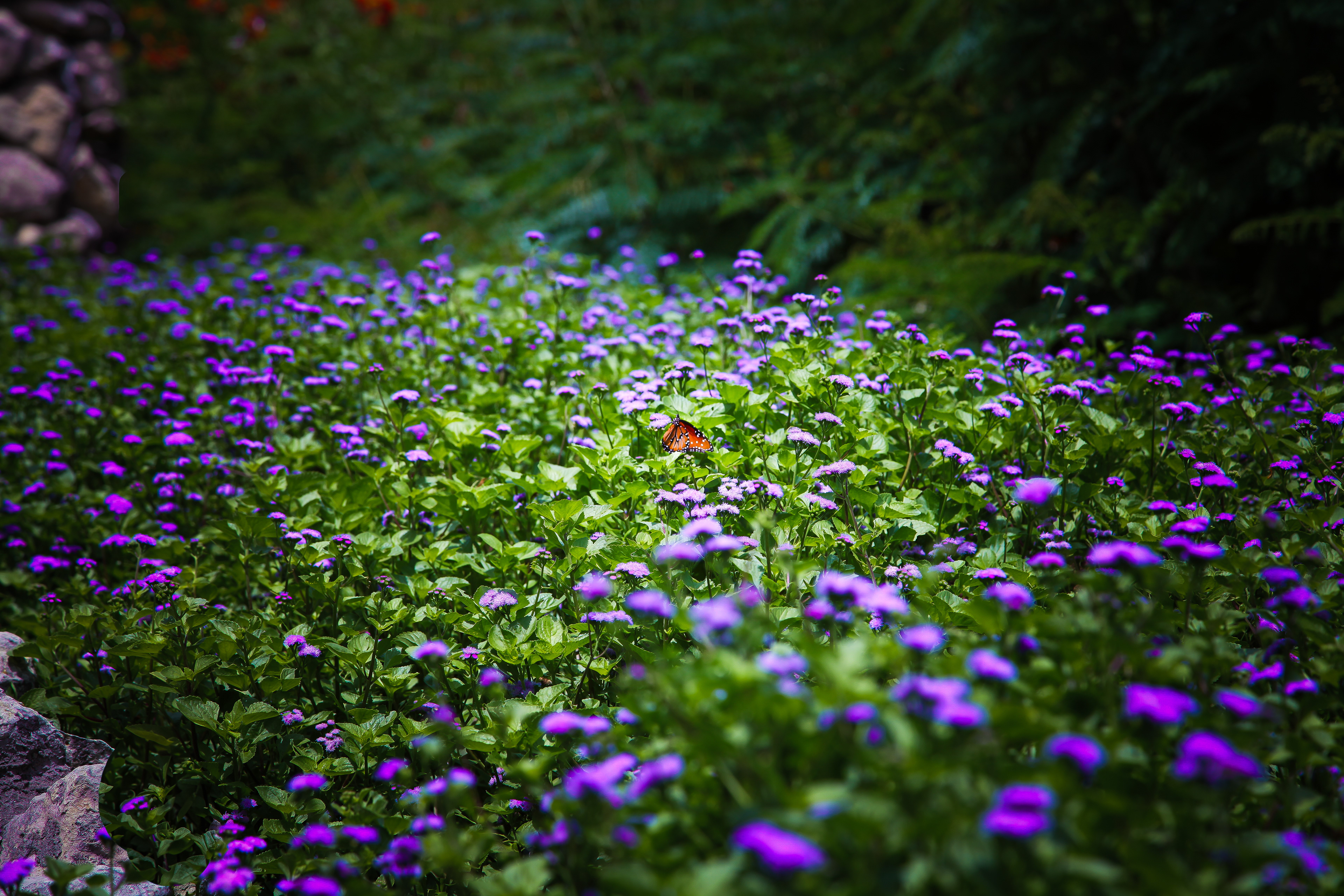 Butterfly in a Garden