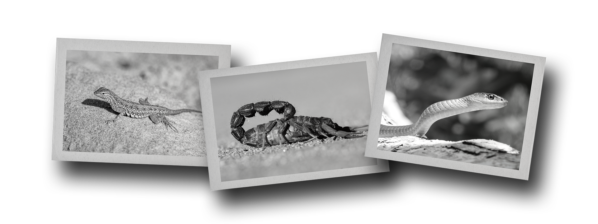 Photo collage of the three creatures of the brand