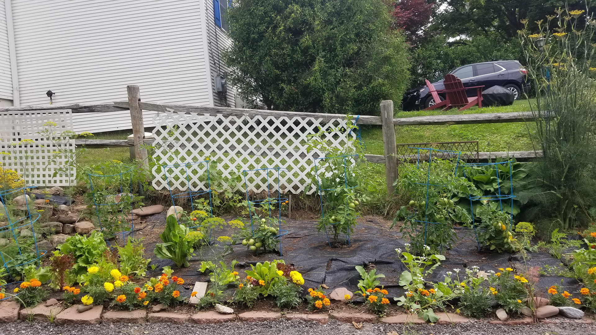 My vegetable garden