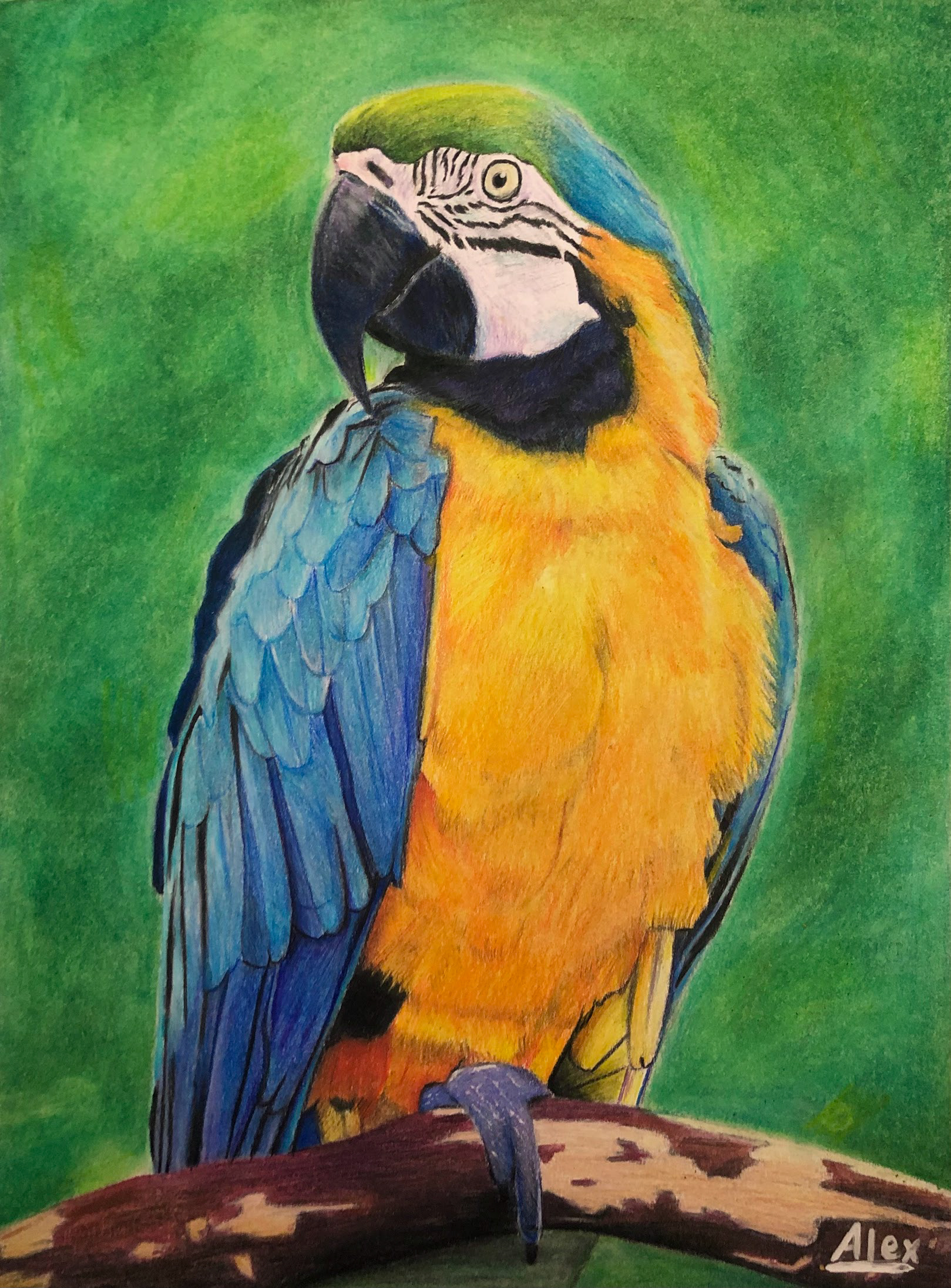 Parrot