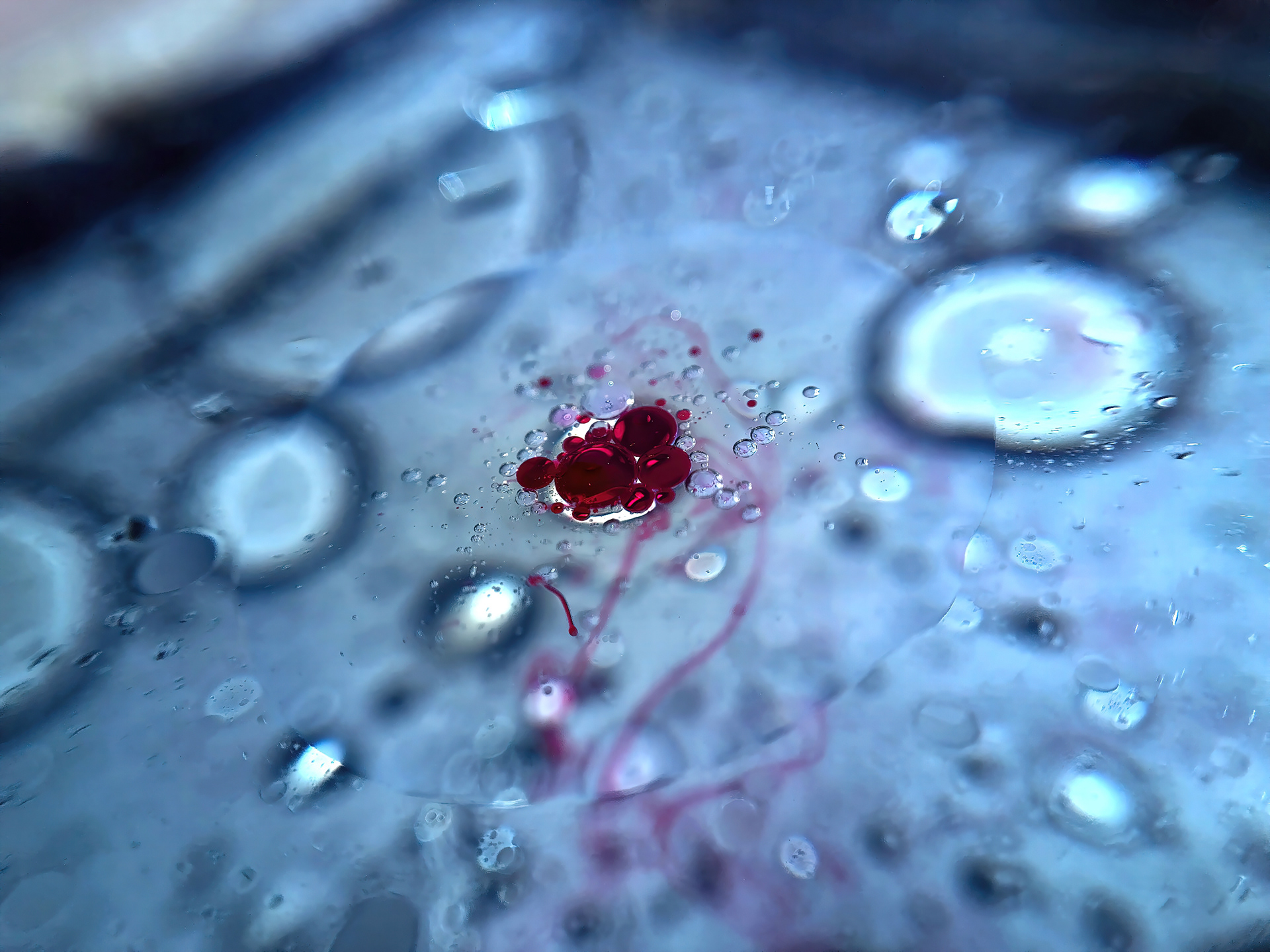 jellyfishus apartmentus