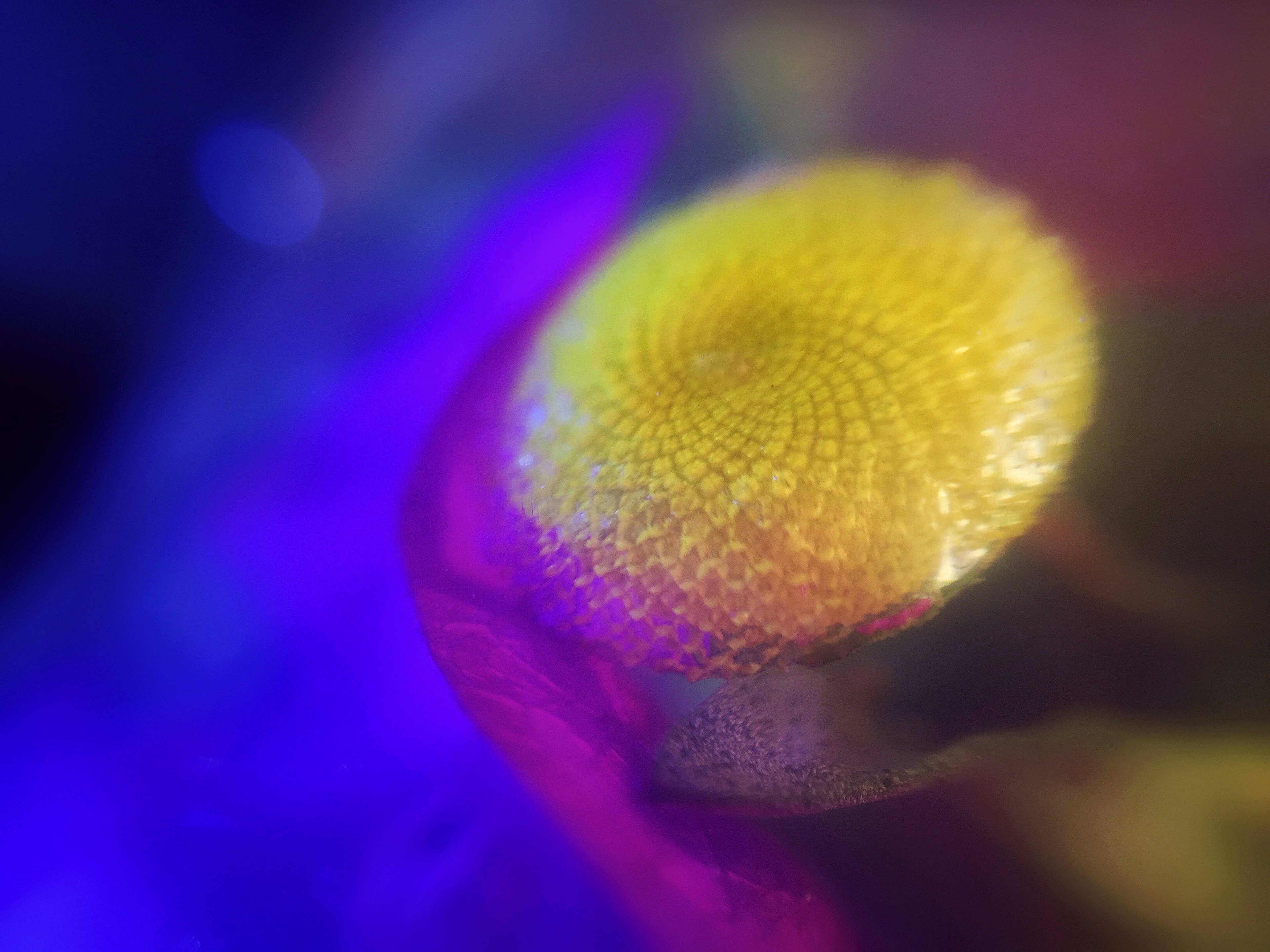 What Bel Knew, Commission for Merck Research Labs