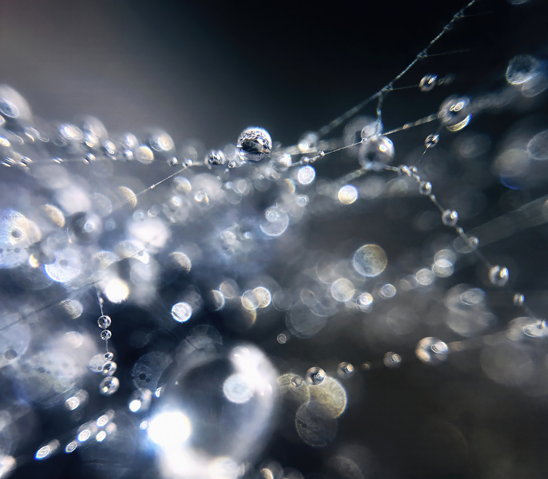 untitled spider web