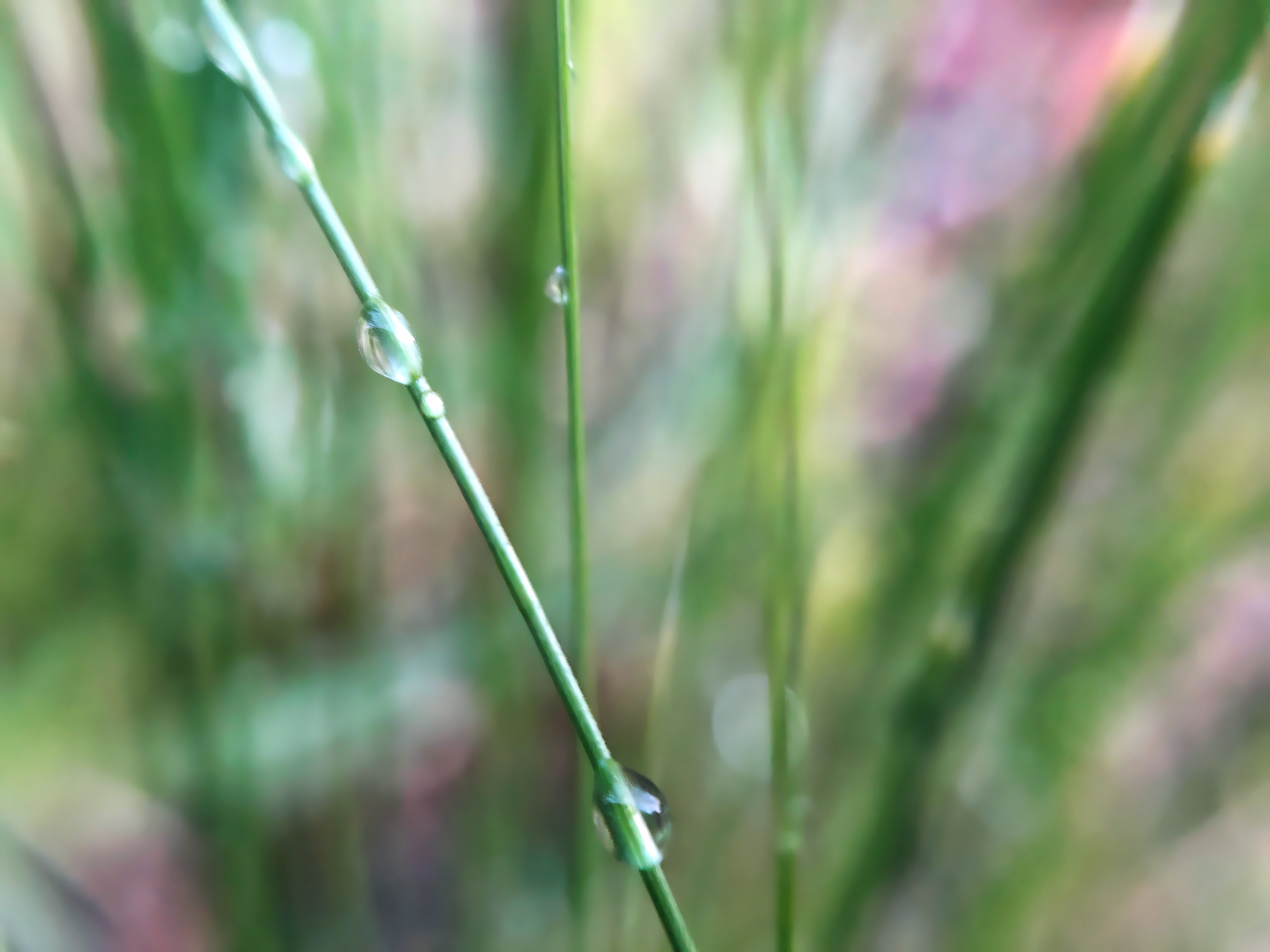 hey you what are you doing in the bushes?