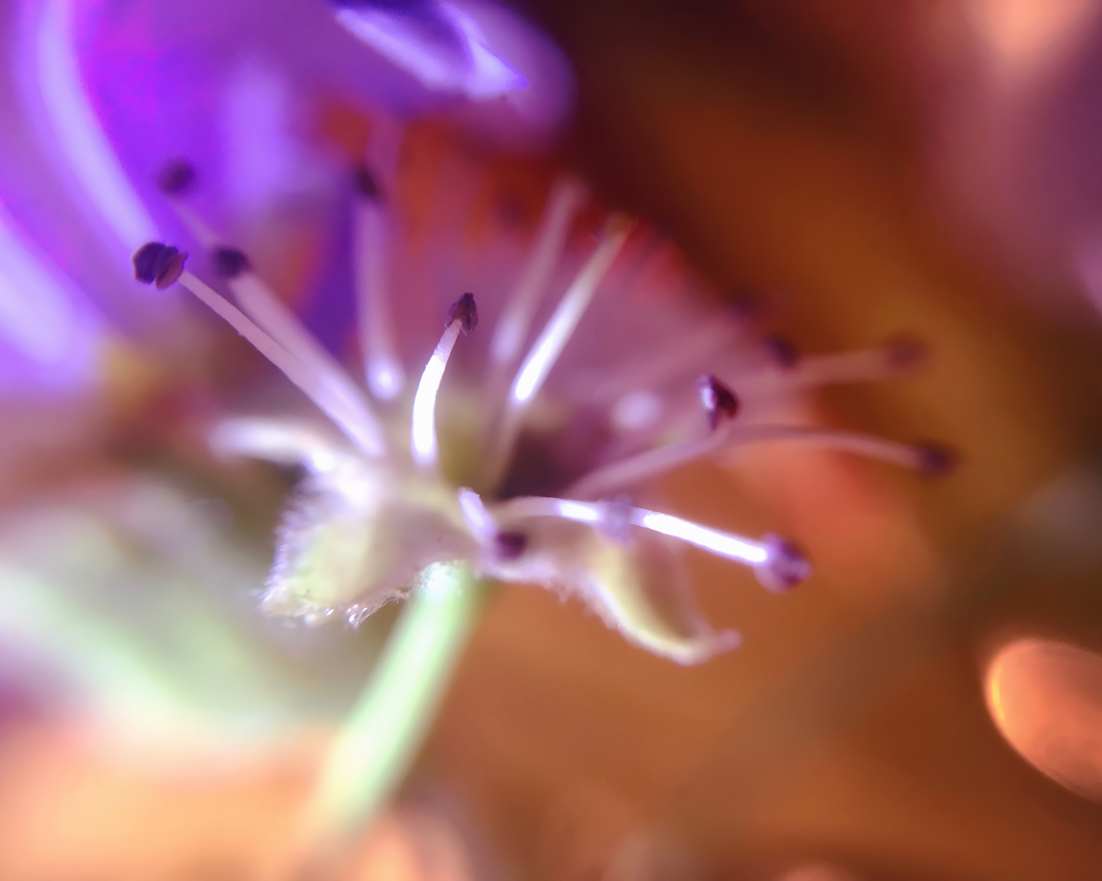 Idora Park, first sketch