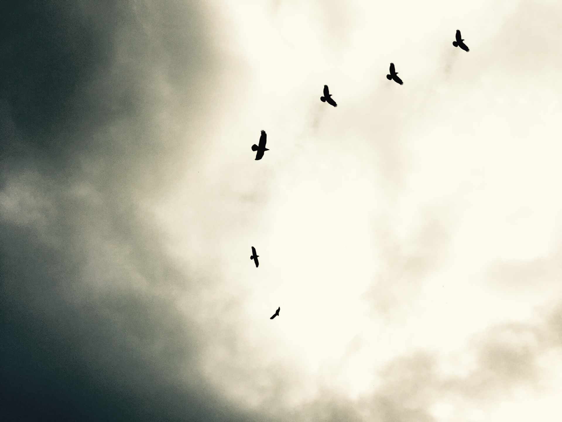 crows on christmas eve