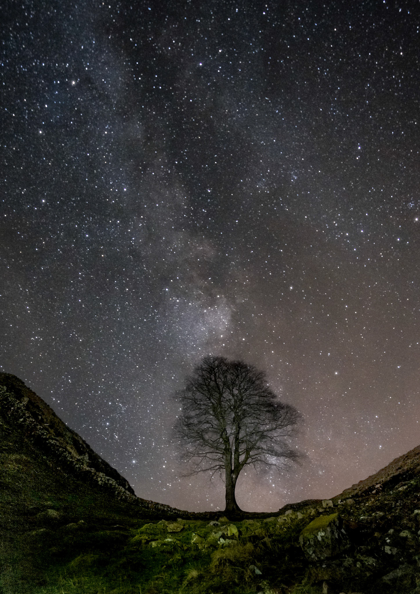 Vertical shot of the sycamore tree under the starry sky in UK