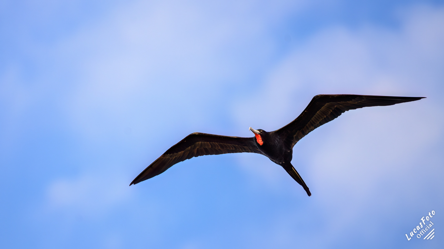 Magnificent Frigatebird