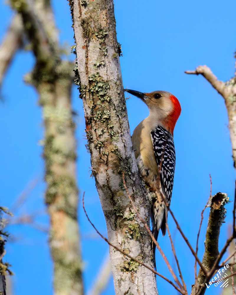 Red-bellied Woodpecker