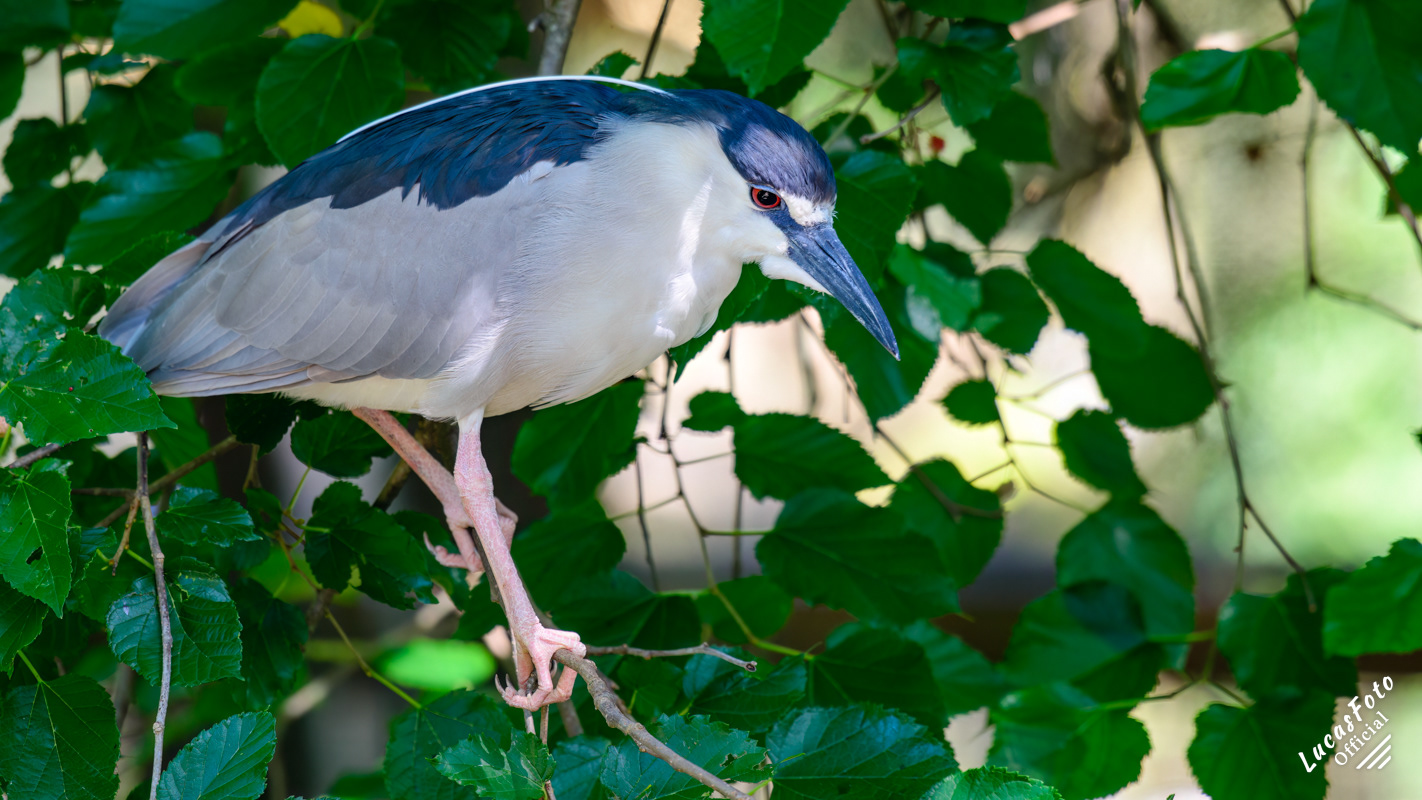 Black-crowned Night Heron