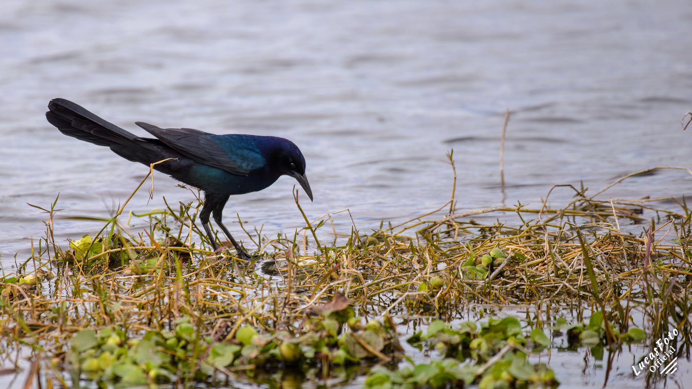 Boat-tailed Grackle