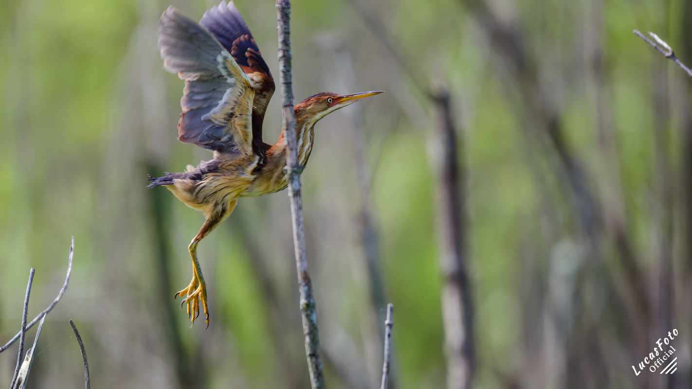 Least Bittern